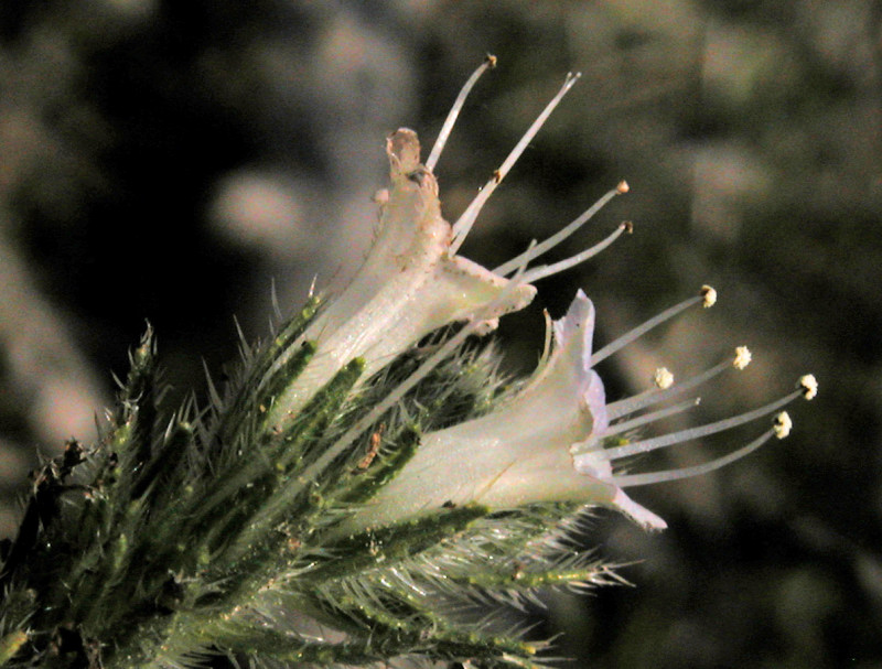 Echium italicum